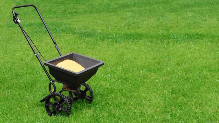 Give Your Lawn a Good Spring Cleanup