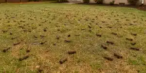 aerating and overseeding